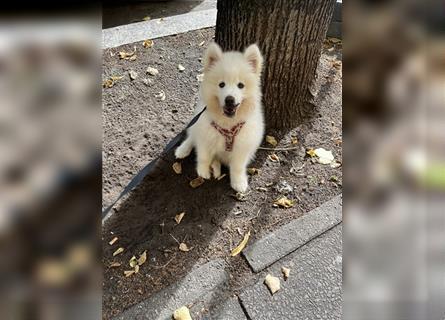 Samoyed Samojede Hündin Welpe