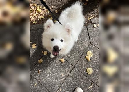 Samoyed Samojede Hündin Welpe