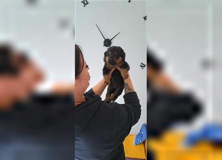 Rottweiler Schäferhund Mix