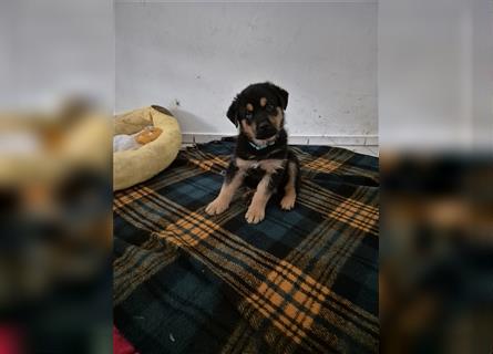 Rottweiler Schäferhund Mix