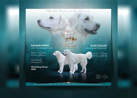 Kuvasz Welpen - Zucht - vom Crystal Diamonds - Mitglied im VDH/ FCI.