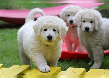 Kuvasz Welpen - Zucht - vom Crystal Diamonds - Mitglied im VDH/ FCI.