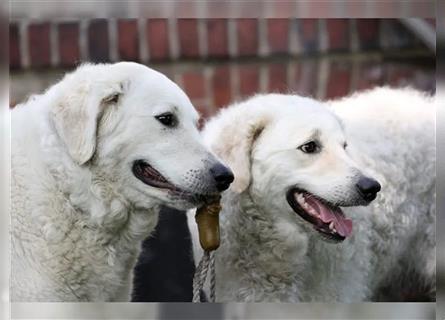 Kuvasz Welpen - Zucht - vom Crystal Diamonds - Mitglied im VDH/ FCI.