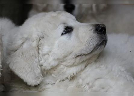 Kuvasz Welpen - Zucht - vom Crystal Diamonds - Mitglied im VDH/ FCI.