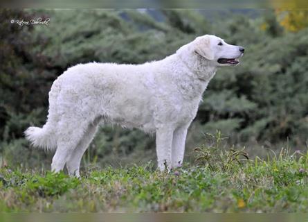 Kuvasz Welpen - Zucht - vom Crystal Diamonds - Mitglied im VDH/ FCI.