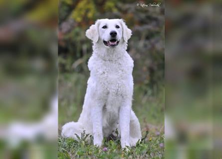 Kuvasz Welpen - Zucht - vom Crystal Diamonds - Mitglied im VDH/ FCI.