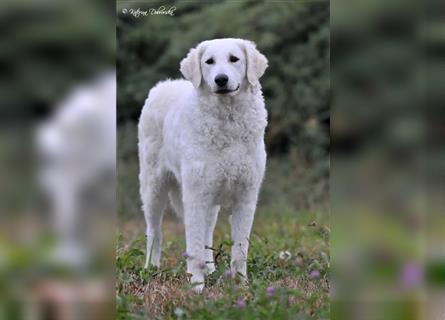 Kuvasz Welpen - Zucht - vom Crystal Diamonds - Mitglied im VDH/ FCI.