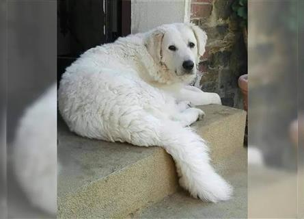 Kuvasz Welpen - Zucht - vom Crystal Diamonds - Mitglied im VDH/ FCI.