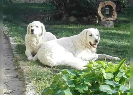 Kuvasz Welpen - Zucht - vom Crystal Diamonds - Mitglied im VDH/ FCI.