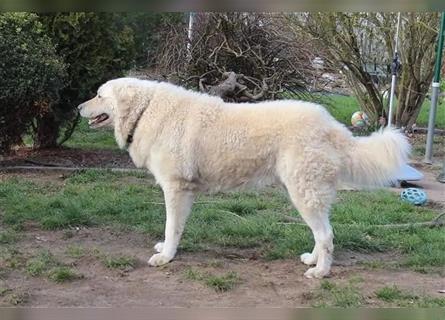 Kuvasz Welpen - Zucht - vom Crystal Diamonds - Mitglied im VDH/ FCI.