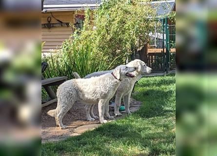 Kuvasz Welpen - Zucht - vom Crystal Diamonds - Mitglied im VDH/ FCI.