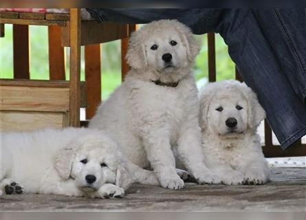 Kuvasz Welpen - Zucht - vom Crystal Diamonds - Mitglied im VDH/ FCI.