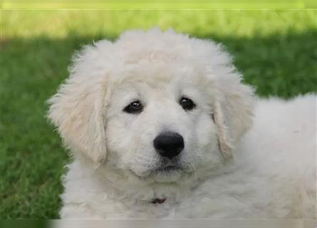 Kuvasz Welpen - Zucht - vom Crystal Diamonds - Mitglied im VDH/ FCI.