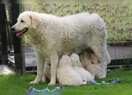 Kuvasz Welpen - Zucht - vom Crystal Diamonds - Mitglied im VDH/ FCI.