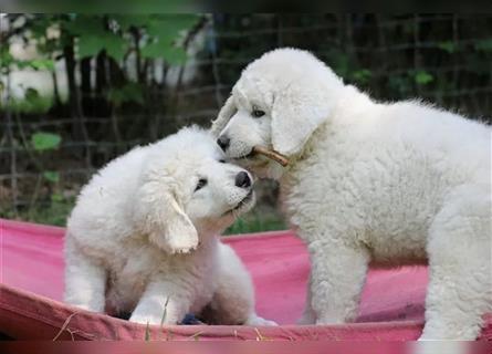 Kuvasz Welpen - Zucht - vom Crystal Diamonds - Mitglied im VDH/ FCI.