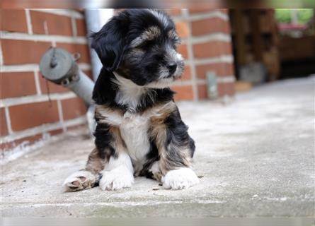 Tibet Terrier Welpen, VDH Papiere, zobel und tricolor