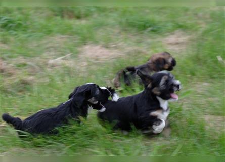 Tibet Terrier Welpen, VDH Papiere, zobel und tricolor