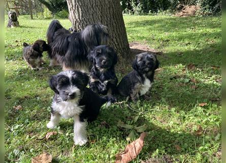 Tibet Terrier Welpen, VDH Papiere, zobel und tricolor