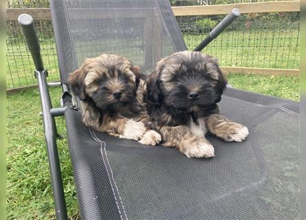 Tibet Terrier Welpen, VDH Papiere, zobel und tricolor