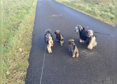 Tibet Terrier Welpen, VDH Papiere, zobel und tricolor