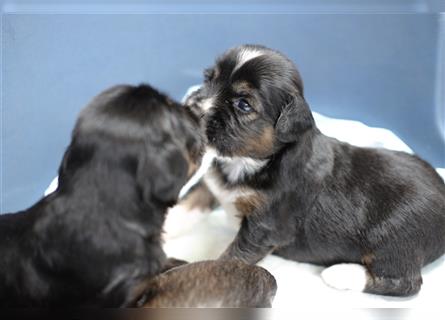 Tibet Terrier Welpen, VDH Papiere, zobel und tricolor