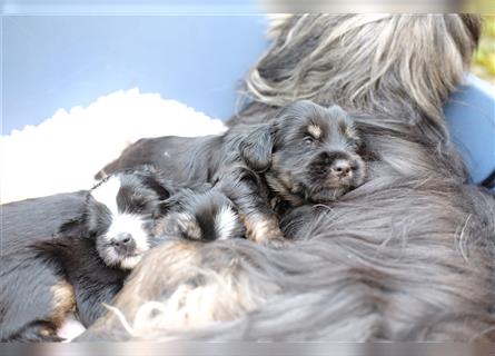 Tibet Terrier Welpen, VDH Papiere, zobel und tricolor