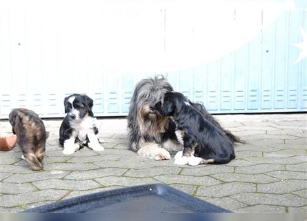 Tibet Terrier Welpen, VDH Papiere, zobel und tricolor