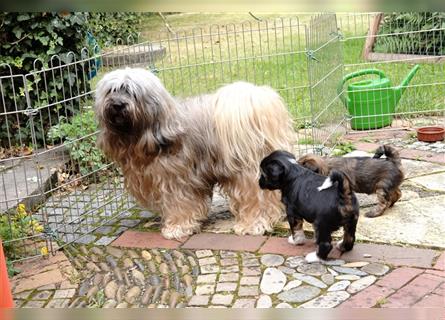 Tibet Terrier Welpen, VDH Papiere, zobel und tricolor