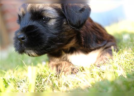 Tibet Terrier-Hündin, VDH, zobel, geb. 28.7.24