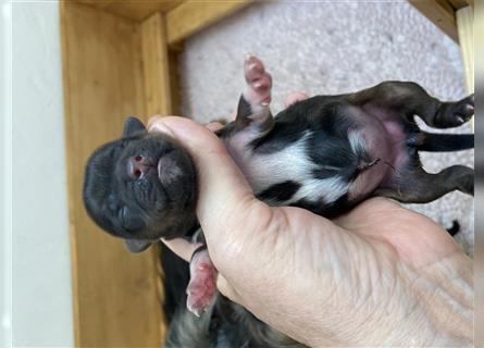 Tibet Terrier-Hündin, VDH, zobel, geb. 28.7.24