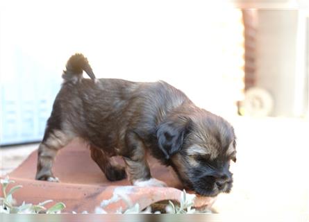 Tibet Terrier Hündin "Njinjila", zobel, geb. 28.7.24, VDH