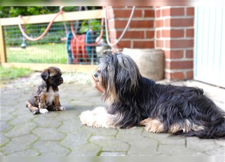 Tibet Terrier-Hündin, VDH, zobel, geb. 28.7.24