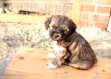 Tibet Terrier-Hündin, VDH, zobel, geb. 28.7.24