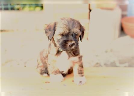 Tibet Terrier Hündin "Njinjila", zobel, geb. 28.7.24, VDH