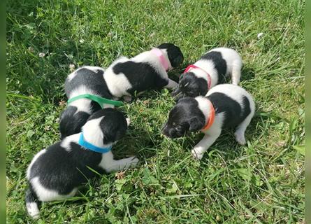 Foxterrier Welpen