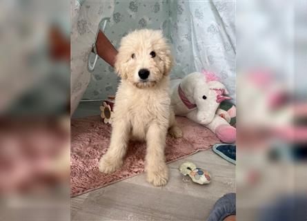 Wunderschöne Medium Goldendoodle Welpen zu verkaufen