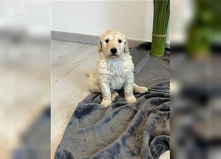 Wunderschöne Medium Goldendoodle Welpen zu verkaufen