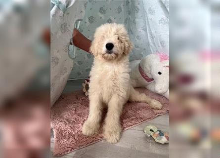 Wunderschöne Medium Goldendoodle Welpen zu verkaufen