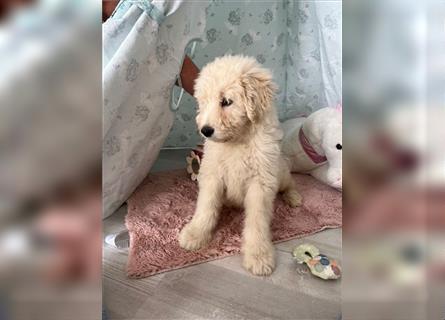 Wunderschöne Medium Goldendoodle Welpen zu verkaufen