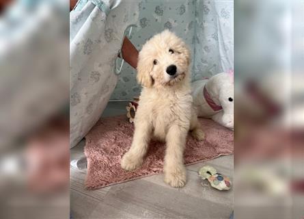 Wunderschöne Medium Goldendoodle Welpen zu verkaufen