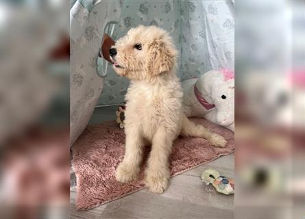 Wunderschöne Medium Goldendoodle Welpen zu verkaufen