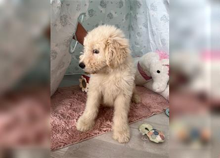 Wunderschöne Medium Goldendoodle Welpen zu verkaufen