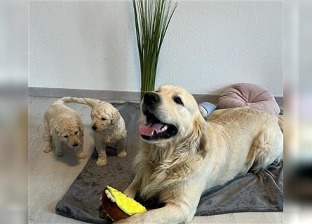 Wunderschöne Medium Goldendoodle Welpen zu verkaufen