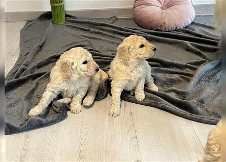 Wunderschöne Medium Goldendoodle Welpen zu verkaufen