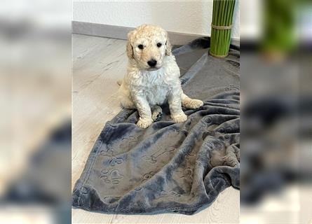 Wunderschöne Medium Goldendoodle Welpen zu verkaufen