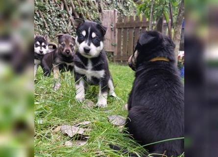 Husky mix.Welpen (Rottsky Welpen) geb.03.09.2024 bald abzugeben