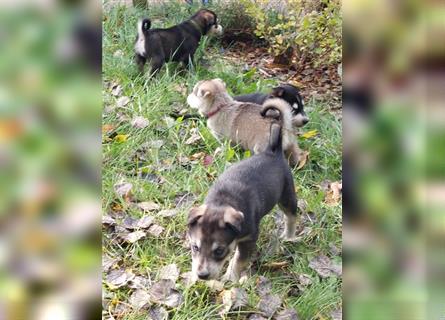 Husky mix.Welpen (Rottsky Welpen) geb.03.09.2024 bald abzugeben