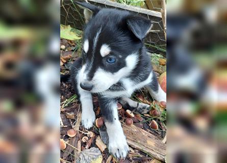 Husky mix.Welpen (Rottsky Welpen) geb.03.09.2024 bald abzugeben