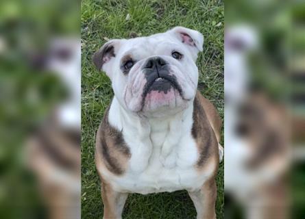 Englische Bulldogge,  7 Jahre alt, Rüde