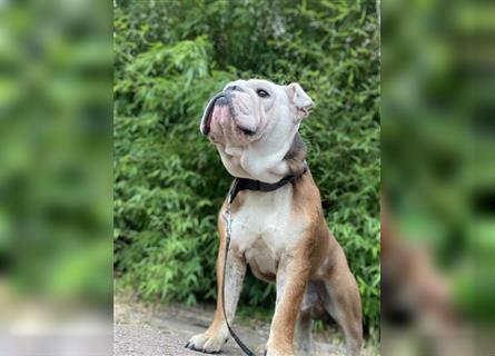 Englische Bulldogge,  7 Jahre alt, Rüde